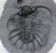 New Lichid Trilobite From Jorf - Very Rare (Special Price) #34770-1